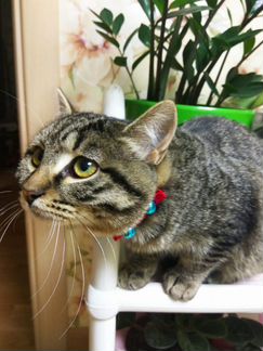 Котенок Тигруша