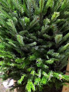 Продам пихту норманда