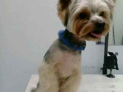 Груминг. Груминг островцы. Стрижка собак в городе ливны. Стрижка собак осенью. Мел для собак груминг.