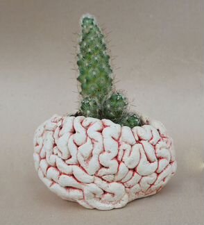 Горшок для кактусов 