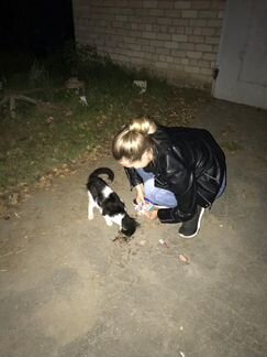 Передержка кошек