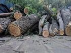 Вырубка Деревьев по Дагестану и в Махачкале