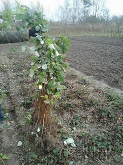 Саженцы малины (в ассортименте)