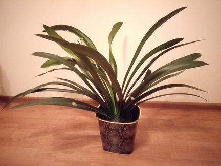 Растения для интерьера комнаты или зимнего сада