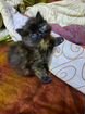 Продам котенка турецкого бобтейла объявление продам