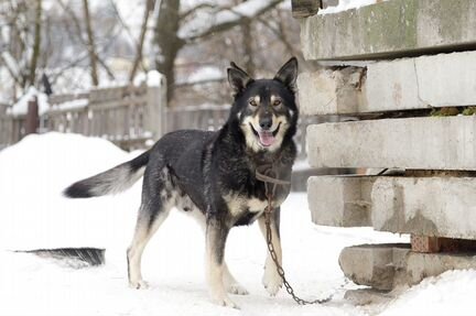 Собака Бакс в добрые руки