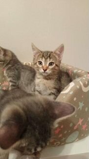 Котята
