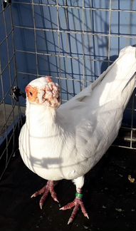 Продажа голубей в Москве (Индианы)