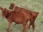 Корова телята и бычок объявление продам
