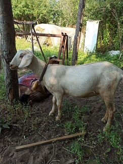 Продажа козы заанонуб и козлика альпонуб - фотография № 3