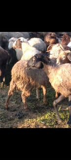 Овцы бараны ягнята - фотография № 1