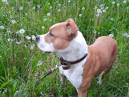 Шумерля собаки. Щенок овчарки 2 недели. Стаффик шумерля. Шумерля собаки. Собака коми.