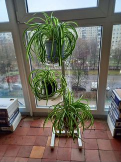 Хлорофитум Бонни