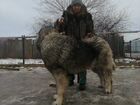 Щенки Кавказских овчарок объявление продам