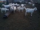 Продам коз в количестве 60 голов объявление продам