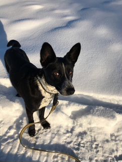 Собака в дар