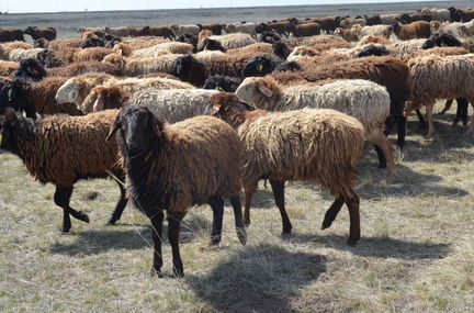 Курдючные овцематки на племя или на мясо