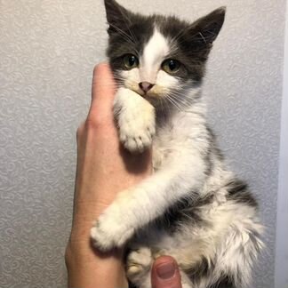 Котенок с изумрудными глазами ждёт добрых хозяев