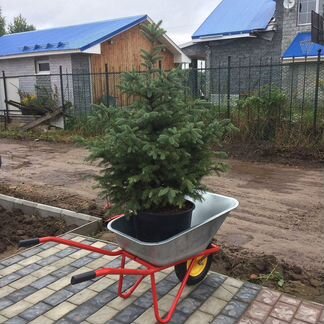 Живая новогодняя ель