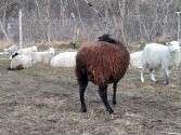 Овцы бараны - фотография № 5