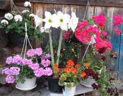 Пеларгонии плющелистные