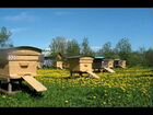 Пчелиные семьи объявление продам