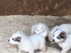 Среднеазиатская овчарка щенки алабаи объявление продам