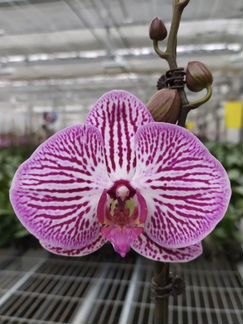 Орхидея Ph. Морфо