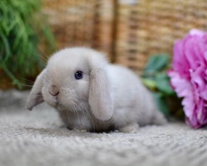 Домашние мини зайчики