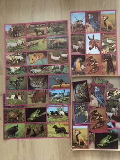 Лото домашние животные