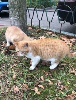 Котята-подростки в добрые руки