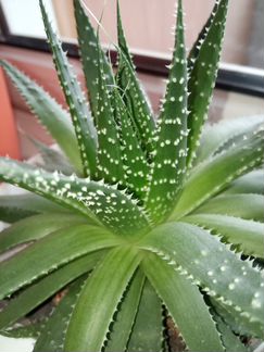 Хавортия Диаметр-18 см