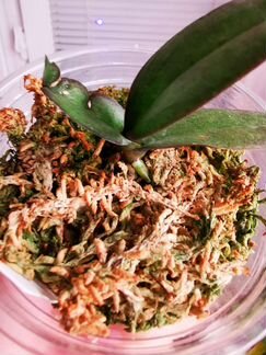 Орхидея Phal. Voo-doo