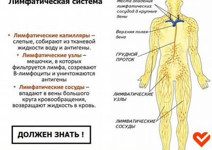 Тайны лимфатической системы Елена Макарова