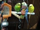 Волнистые попугаи объявление продам