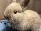 Кролик карликовый объявление продам