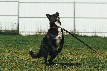 Собака в добрые руки