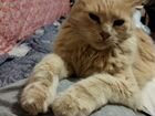 Сибирский персик кот