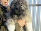 Элитный щенок Кавказской овчарки, девочка 2 мес объявление продам