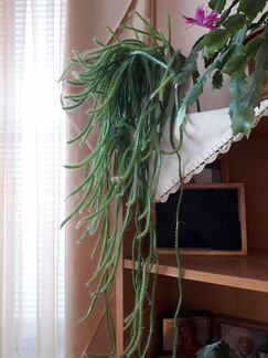 Гилоцереус