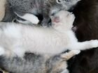 1 кот и две кошки от вислоухой мамы