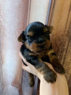 Йоркширский терьер