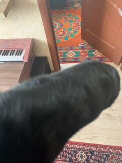 Шуба норковая