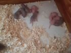 Сиамские крысы 3 белых 5 серых