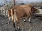 Корова и теленок объявление продам