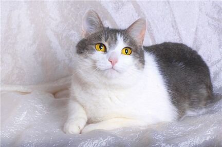 Кошечка Барсюша в дар)