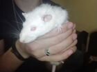 Крыса альбинос объявление продам