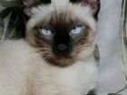 Сиамский кот вязка