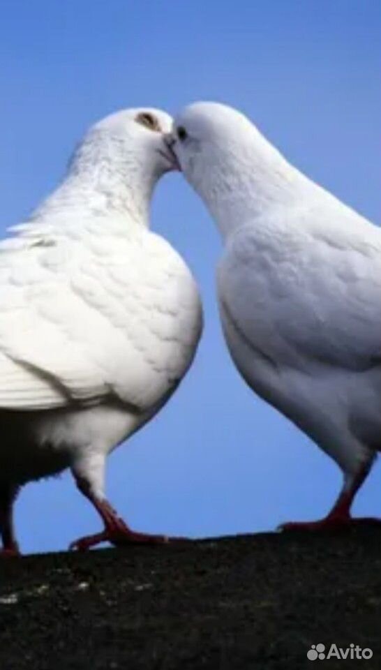  Пара голубей на свадьбу  89892834887 купить 1