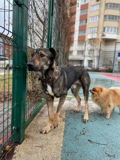 Тимур ищет дом